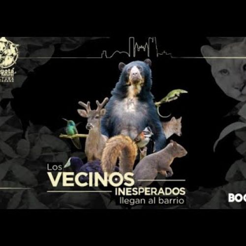 Vecinos Inesperados Fauna de Bogotá